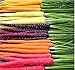 photo MySeeds.Co Big Pack - (3,500+) Rainbow Mix Carrot Seeds - Atomic Red, Bambino Orange, Cosmic Purple, Lunar White and Solar Yellow Seeds (Big Pack - Carrot Rainbow Mix) 2024-2023