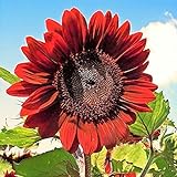 photo: You can buy RattleFree Velvet Queen Sunflower Seeds for Planting | Heirloom | Non-GMO | 50 Sunflower Seeds per Planting Packet | Fresh Garden Seeds online, best price $7.95 ($0.16 / Count) new 2024-2023 bestseller, review