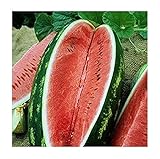 photo: You can buy David's Garden Seeds Fruit Watermelon Allsweet 1429 (Red) 50 Non-GMO, Heirloom Seeds online, best price $3.45 new 2024-2023 bestseller, review