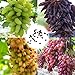 foto Semillas de uva, semillas 100 piezas / bolsa de uva fuerte vitalidad natural ecológicos Semillas Georgic uva de frutas para Orchard 2024-2023
