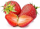 photo: You can buy Strawberry Seeds for Planting in Your Indoor or Outdoor Garden: Non-GMO,Non-Hybrid,Heirloom and Organic (100PCS) online, best price $9.95 new 2024-2023 bestseller, review