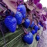 photo: You can buy MITRAEE 100pcs Blue Strawberry Fruit Seeds online, best price $9.90 new 2024-2023 bestseller, review