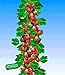 foto BALDUR Garten Rote Säulen-Stachelbeeren, 1 Pflanze, Ribes uva-crispa Säulenobst 2024-2023