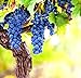photo Wine Grape Vine Seeds for Planting - 100+ Seeds - Ships from Iowa, USA 2024-2023