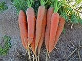 photo: You can buy Bulk Organic Carrot Seeds Scarlet Nantes (1/2 Lb) online, best price $14.95 new 2024-2023 bestseller, review
