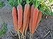 photo Bulk Organic Carrot Seeds Scarlet Nantes (1/2 Lb) 2024-2023