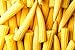 photo Japanese Baby Corn Seeds for Planting - 20 Seeds - Great on Salads or as Garnish 2024-2023