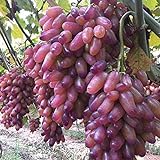 foto: jetzt C-LARSS 50 Stück Seltene Finger Traubenkerne, Advanced Fruit Natural Growth Delicious Balkon Online, bester Preis 0,88 € neu 2024-2023 Bestseller, Rezension