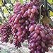 foto C-LARSS 50 Stück Seltene Finger Traubenkerne, Advanced Fruit Natural Growth Delicious Balkon 2024-2023