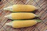 photo: You can buy Sugar Buns Hybrid Corn Seeds online, best price $5.99 new 2024-2023 bestseller, review