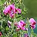 foto 20 teile/beutelsamen, schöne attraktive offene bestäute aromatische kraut blumen pflanze erbsensamen für haushalt pflanzt gartgarten im freien 1. Samen 2024-2023