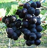 photo: You can buy Natural Fruit Seeds Kyoho Grapes Seeds 30Pcs online, best price $7.89 new 2024-2023 bestseller, review