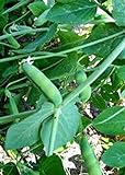 photo: You can buy Pea Seed, Early Alaska, Heirloom, Non GMO, 20+ Seeds, Great Peas online, best price $1.99 new 2024-2023 bestseller, review