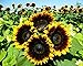 photo 25+ Seeds Sunflower : Pro Cut (BTL) Bicolor Sunflower Fresh 2024-2023