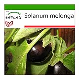 foto: comprar SAFLAX - Berenjena - 20 semillas - Con sustrato estéril para cultivo - Solanum melonga on-line, mejor precio 4,45 € nuevo 2024-2023 éxito de ventas, revisión