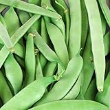 photo: You can buy Roma II Bush Beans, 50 Count Seed, Planting, Non-GMO Bush Bean, Country Creek Acres Brand online, best price $3.99 ($0.08 / Count) new 2024-2023 bestseller, review