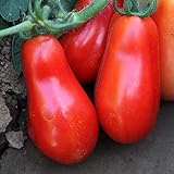 photo: You can buy Organic San Marzano Short Vine Tomato ~25 Seeds - Organic, Heirloom, Open Pollinated, Non-GMO, Farm & Vegetable Gardening Seeds online, best price $2.99 new 2024-2023 bestseller, review