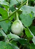 foto: jetzt Seedeo® Thai-Aubergine Solanum virginianum 20 Samen Online, bester Preis 3,90 € neu 2024-2023 Bestseller, Rezension