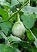 foto Seedeo® Thai-Aubergine Solanum virginianum 20 Samen 2024-2023