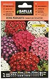 foto: comprar Reina Marg. ENANO flor crisantemo on-line, mejor precio 1,88 € nuevo 2024-2023 éxito de ventas, revisión
