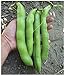 photo David's Garden Seeds Bean Fava Vroma 1715 (Green) 25 Non-GMO, Open Pollinated Seeds 2024-2023