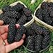 foto Semillas zarzamora, 200pcs / bag Negro Frambuesas Semillas Semillas dulce nutritivo delicioso Negro frambuesa fruta para regalo ideal jardinería al aire libre 2024-2023