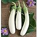 photo White Princess (F1) Eggplant Seeds (30+ Seed Package) 2024-2023