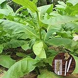 foto: comprar clifcragrocl Semillas orgánicas Virginia Tabaco Heirloom - Semillas de plantas frescas - Fácil de cultivar on-line, mejor precio 1,29 € nuevo 2024-2023 éxito de ventas, revisión