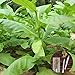 foto clifcragrocl Semillas orgánicas Virginia Tabaco Heirloom - Semillas de plantas frescas - Fácil de cultivar 2024-2023