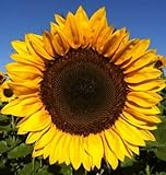photo: You can buy 25+ Seeds Sunflower : Pro Cut Lulu Certified Mixture Sunflower Fresh online, best price $25.00 new 2024-2023 bestseller, review