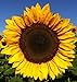photo 25+ Seeds Sunflower : Pro Cut (BTL) Mixture Sunflower Fresh 2024-2023
