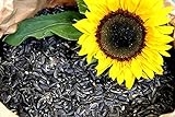 foto: jetzt Futterbauer 20 kg Sonnenblumenkerne schwarz Vogelfutter Ganzjahresvogelfutter Online, bester Preis 30,99 € (1,55 € / kg) neu 2024-2023 Bestseller, Rezension