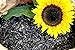 foto Futterbauer 20 kg Sonnenblumenkerne schwarz Vogelfutter Ganzjahresvogelfutter 2024-2023