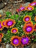 photo: You can buy Perennial Farm Marketplace Delosperma 'Fire Spinner' (Ice Plant) Groundcover, 1 Quart, Bright Orange Petals with Purplish-Pink Centers online, best price $9.46 new 2024-2023 bestseller, review
