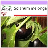 foto: comprar SAFLAX - Berenjena - 20 semillas - Solanum melonga on-line, mejor precio 3,95 € nuevo 2024-2023 éxito de ventas, revisión