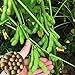 foto Voldrew Edamame Seeds,100 unids/bolsa de semillas de verduras de rápido crecimiento, de alta germinación productiva, semillas de jardín verde para el exterior Semillas 2024-2023