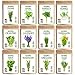 photo Seedra 12 Herb Seeds Variety Pack - 3800+ Non-GMO Heirloom Seeds for Planting Hydroponic Indoor or Outdoor Home Garden - Rosemary, Tarragon, Lavender, Oregano, Basil, Thyme, Parsley, Chives & More 2024-2023