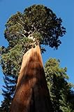 foto: jetzt Seedeo® Anzuchtset Berg - Mammutbaum (Sequoiadendron giganteum) 50 Samen Online, bester Preis 12,95 € neu 2024-2023 Bestseller, Rezension