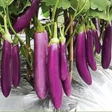 foto: comprar Aamish 40 piezas de semillas de hortalizas de berenjena largas púrpuras japonesas on-line, mejor precio 14,99 € nuevo 2024-2023 éxito de ventas, revisión