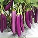 foto Aamish 40 piezas de semillas de hortalizas de berenjena largas púrpuras japonesas 2024-2023