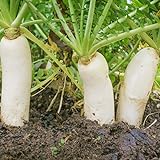 photo: You can buy Outsidepride Daikon Radish Cover Crop Seed - 5 LBS online, best price $24.99 new 2024-2023 bestseller, review