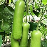 foto: jetzt 30 teile/tasche Zucchini Samen Nicht-GVO Nahrung grünen Home Wachstum Gemüsesamen Bauernhof Zucchini-Samen Online, bester Preis 0,19 € neu 2024-2023 Bestseller, Rezension