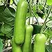 foto 30 teile/tasche Zucchini Samen Nicht-GVO Nahrung grünen Home Wachstum Gemüsesamen Bauernhof Zucchini-Samen 2024-2023