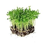 photo: You can buy Dun Pea Seeds: 5 Lb - Bulk, Non-GMO Peas Sprouting Seeds for Vegetable Gardening, Cover Crop, Microgreen Pea Shoots online, best price $31.12 ($0.39 / Ounce) new 2024-2023 bestseller, review