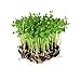 photo Dun Pea Seeds: 5 Lb - Bulk, Non-GMO Peas Sprouting Seeds for Vegetable Gardening, Cover Crop, Microgreen Pea Shoots 2024-2023