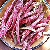 photo: You can buy David's Garden Seeds Bean Dry Pinto 1382 (Brown) 100 Non-GMO, Heirloom Seeds online, best price $3.45 new 2024-2023 bestseller, review