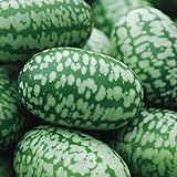 photo: You can buy Cucamelon Seeds 35 Seed Pack Mexican Sour Gherkin, Mouse Melon 35 Seeds online, best price $4.98 ($0.14 / Count) new 2024-2023 bestseller, review