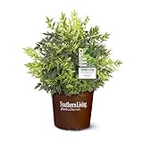 photo: You can buy 2 Gal. Lemon Lime Nandina Shrub online, best price $36.06 new 2024-2023 bestseller, review