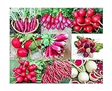 photo: You can buy Please Read! This is A Mix!!! 100+ Radish Mix 9 Varieties Seeds, Heirloom Non-GMO, Colorful, Pink, Red, White, Sweet and Mild, from USA online, best price $5.49 ($31.12 / Ounce) new 2024-2023 bestseller, review