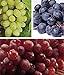 photo zcbang Rare Plant Fruit Seed 30 Pcs Grape Seeds - Beauteous Sweet Green Grape 2024-2023